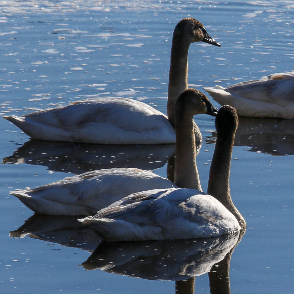 trumpeter swans-