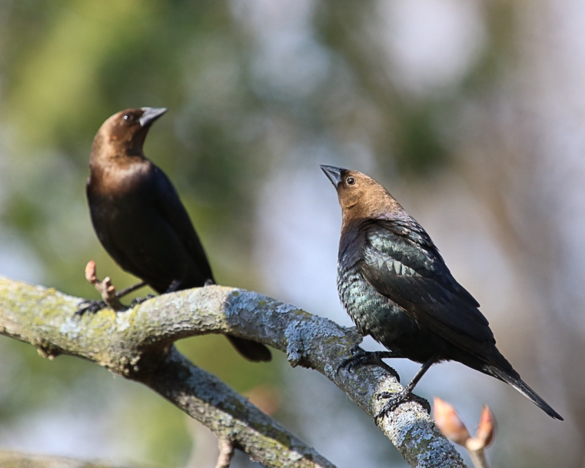 male cowbird courtship display-