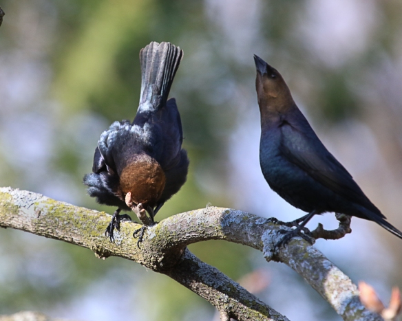 male cowbird courtship display-