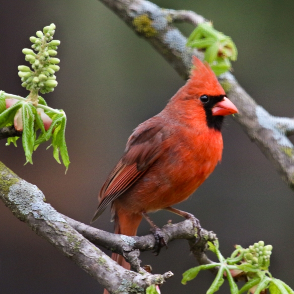 northern cardinal-