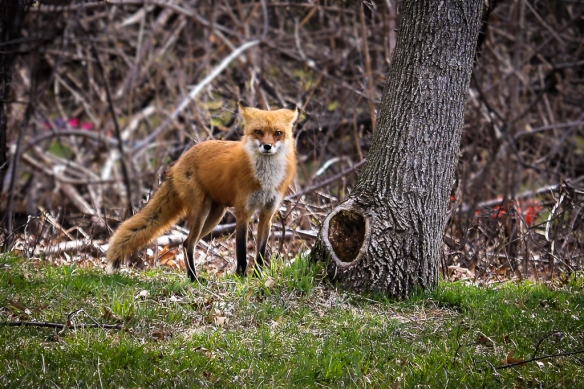 red fox-