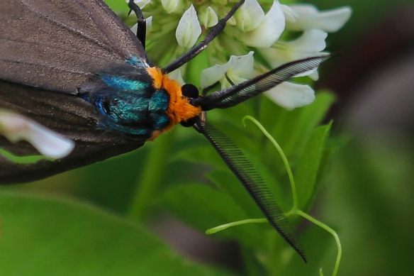 virginia ctenucha moth-