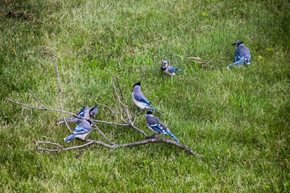 blue jay fledglings-