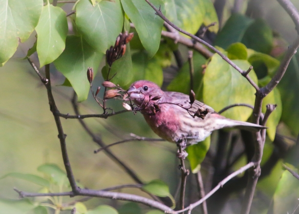 house-finch-eating-lilac-seeds
