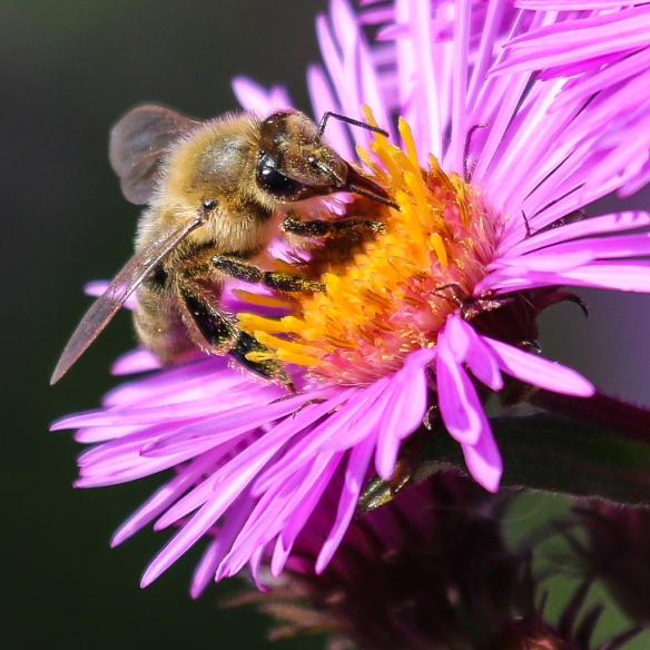 bees-on-new-england-aster