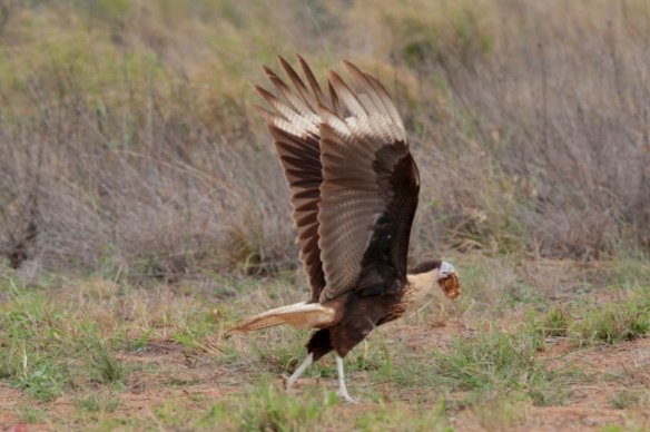 Juvenile Caracara flying off with a meal