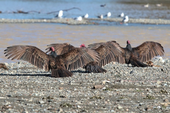 Turkey Vultures basking