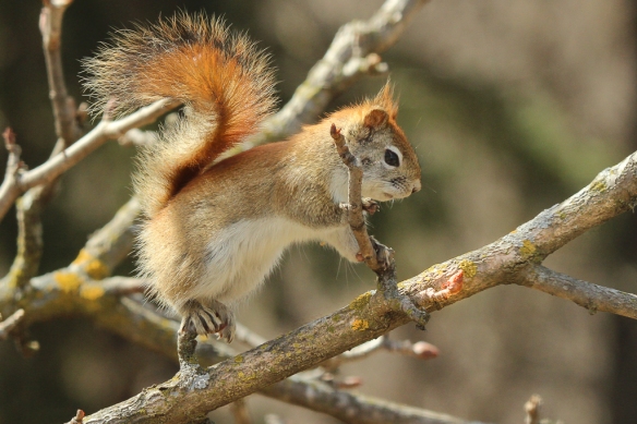 red squirrel eating buckeye buds