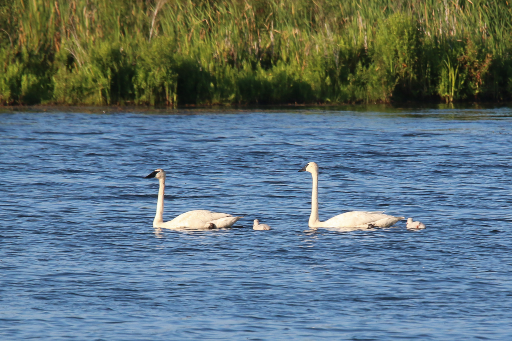 trumpeter swan family-