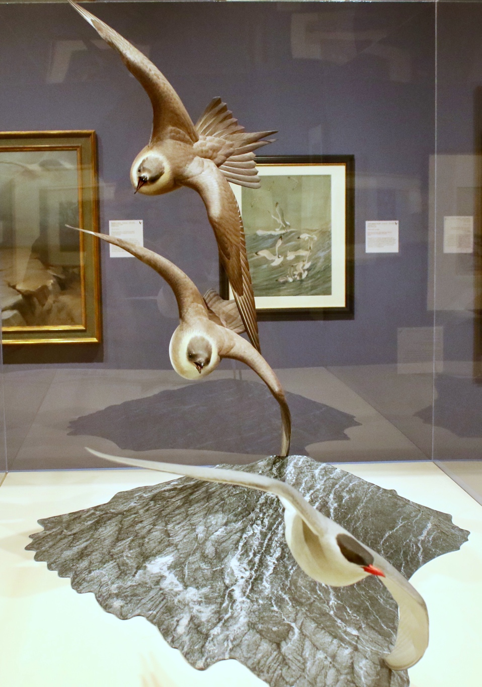 Bird art at the Leigh Yawkey Woodson art museum, Wausau, WI