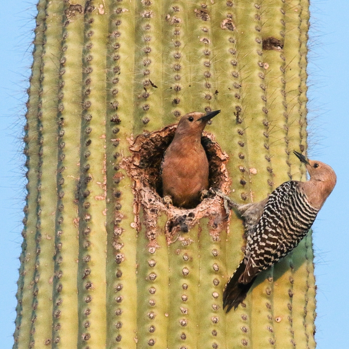 Gila Woodpeckers at their nest, Tucson, AZ