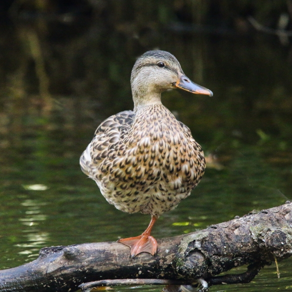 molting mallard ducks-
