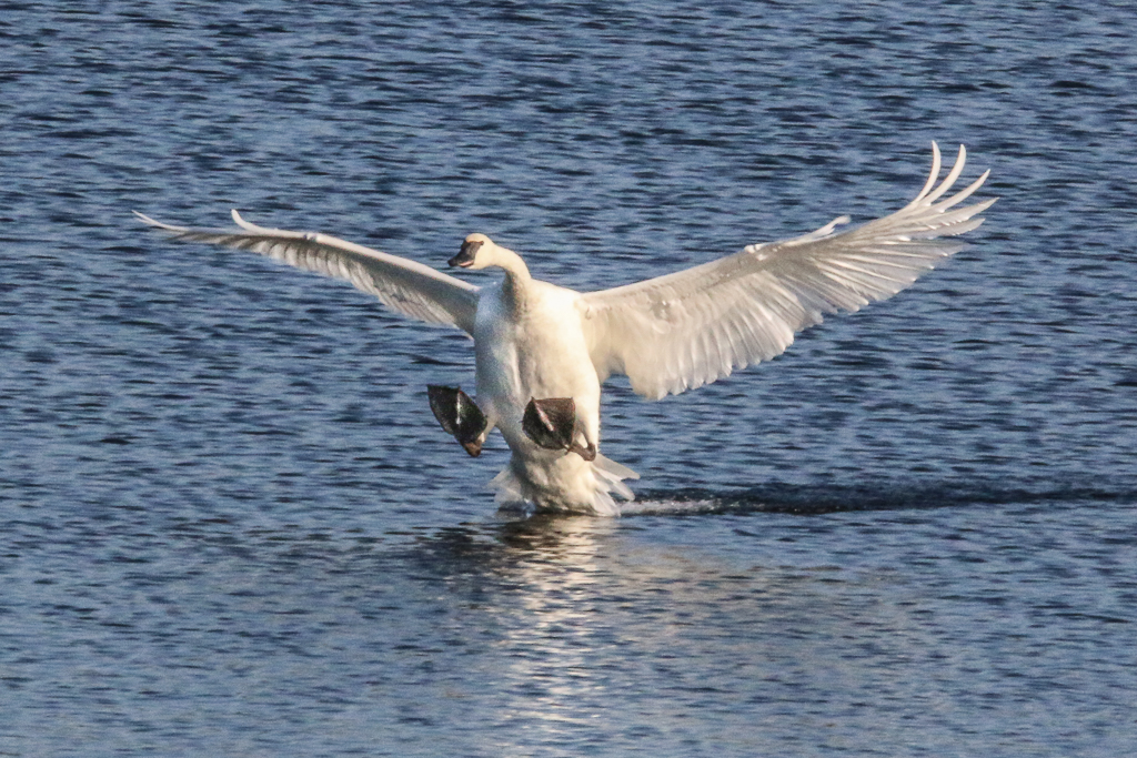 trumpeter swan landing-