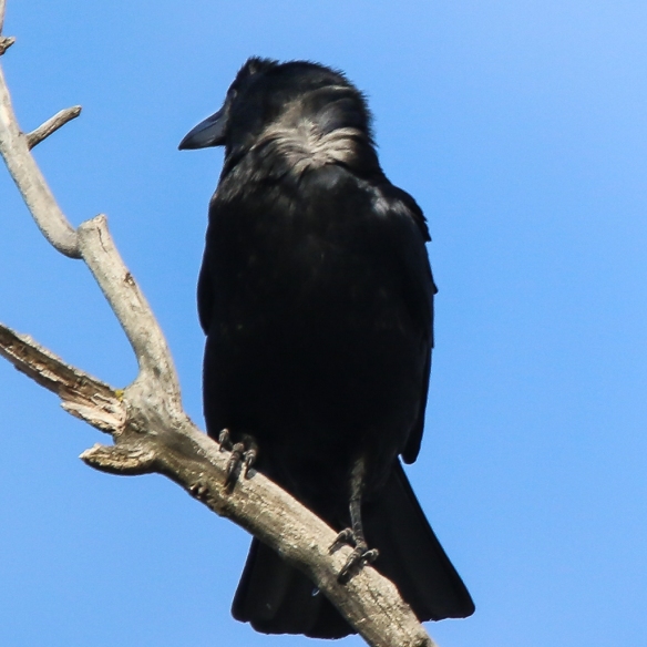 american crow-white feathers beneath black ones