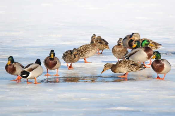 mallard ducks-on ice