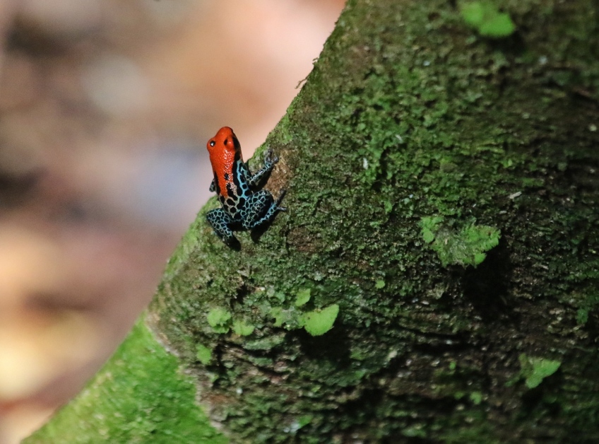 Poison dart frog, Amazon forest