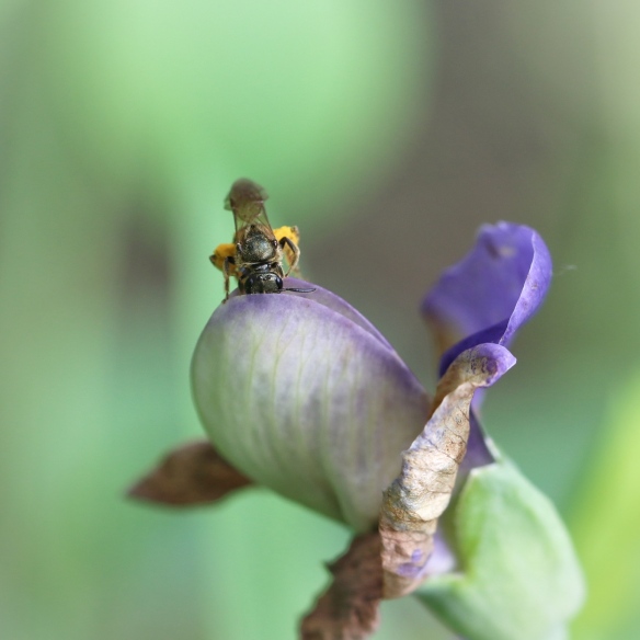 Solitary bee on false wild indigo