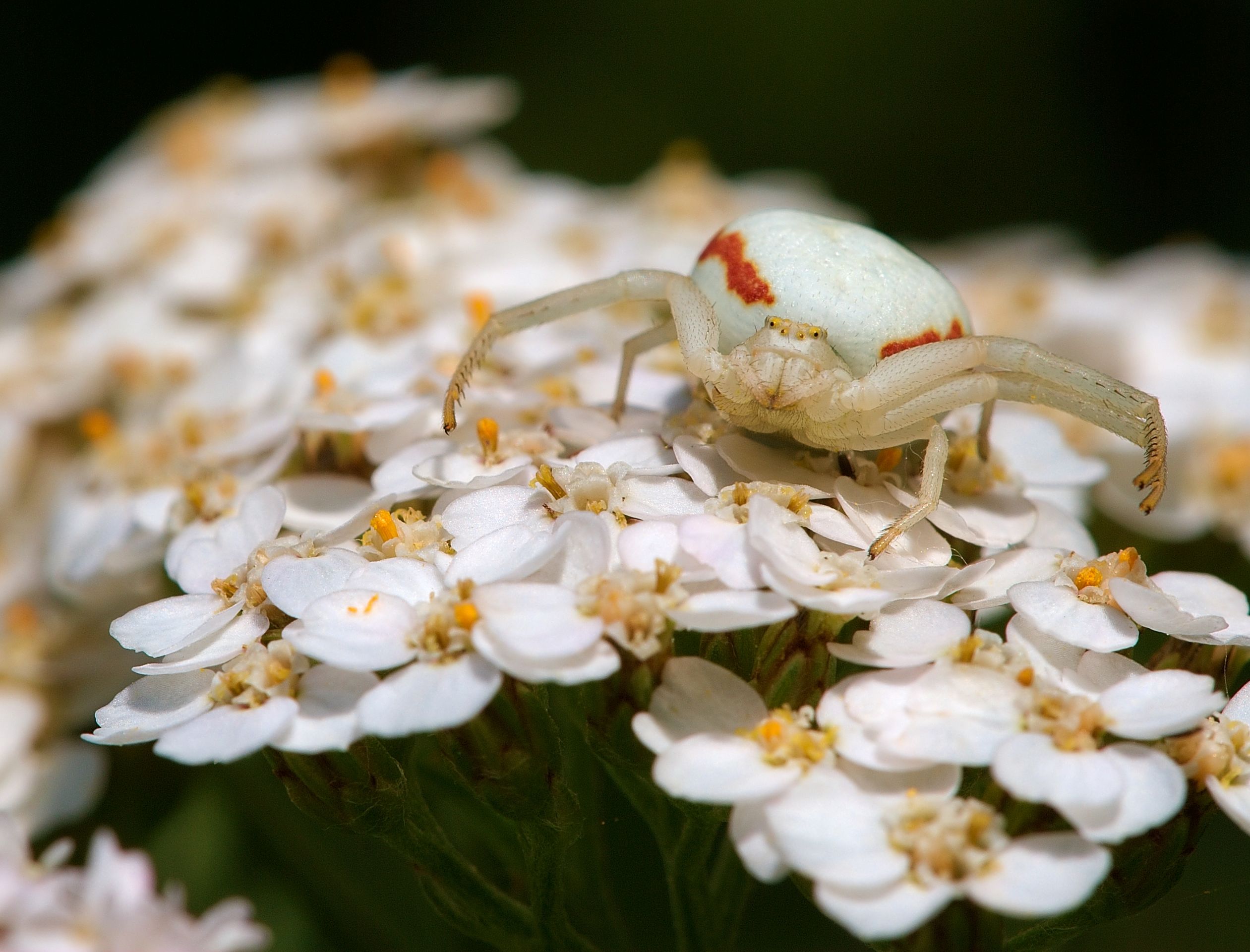 Flower crab spider, white morph, Photo from Wikipedia