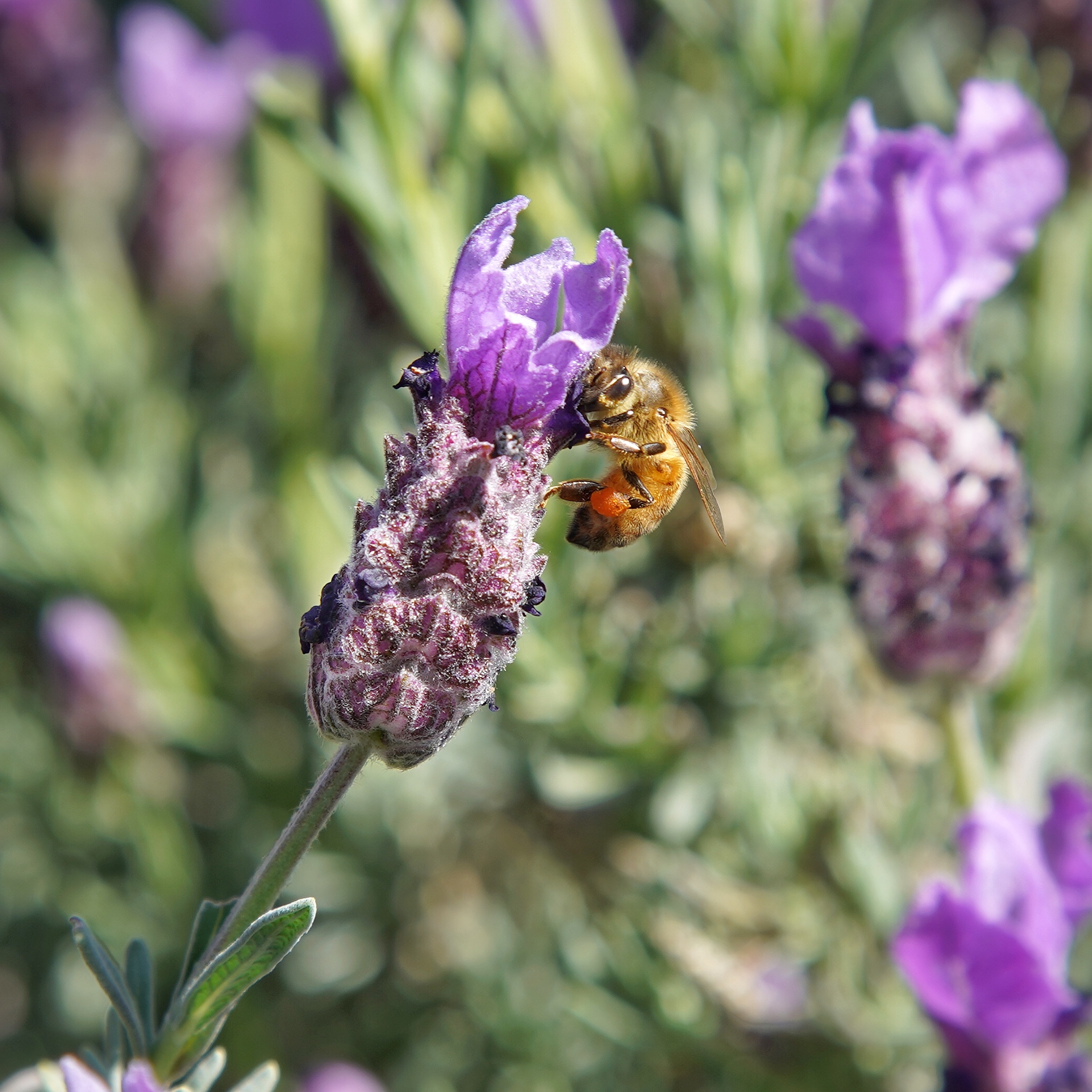 Honeybee pollination 